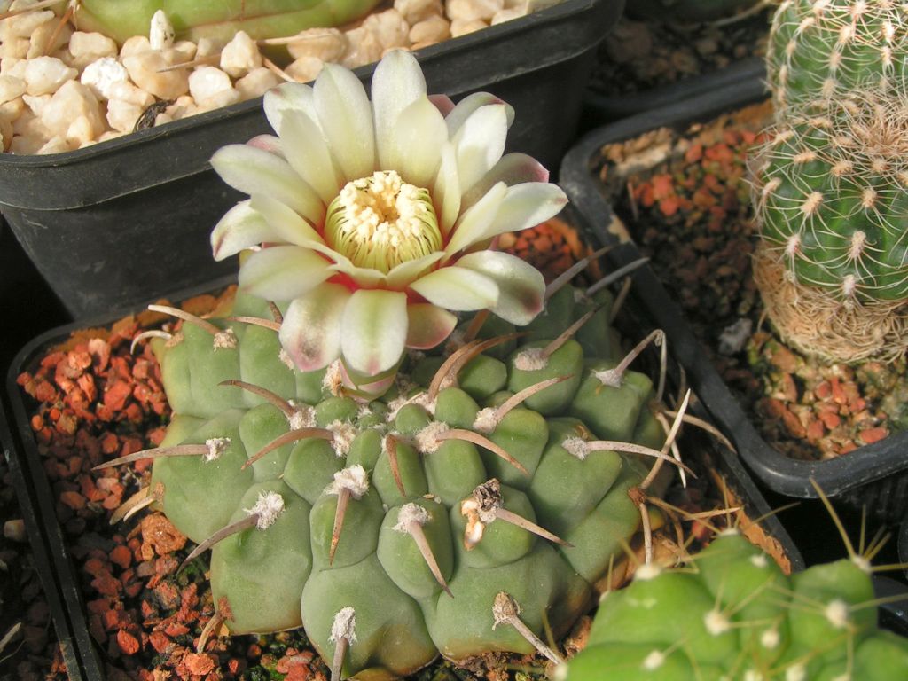 Gymnocalycium vatterii P 108 las Rabonas